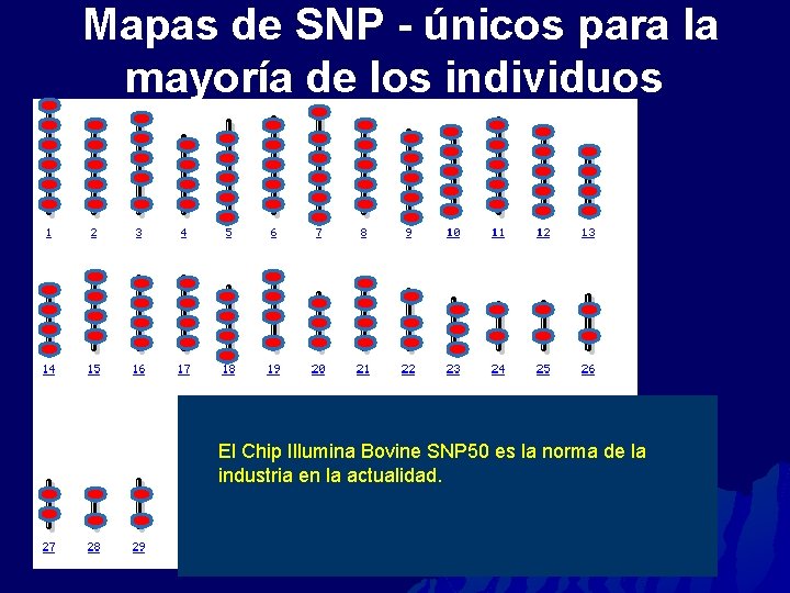 Mapas de SNP - únicos para la mayoría de los individuos El Chip Illumina