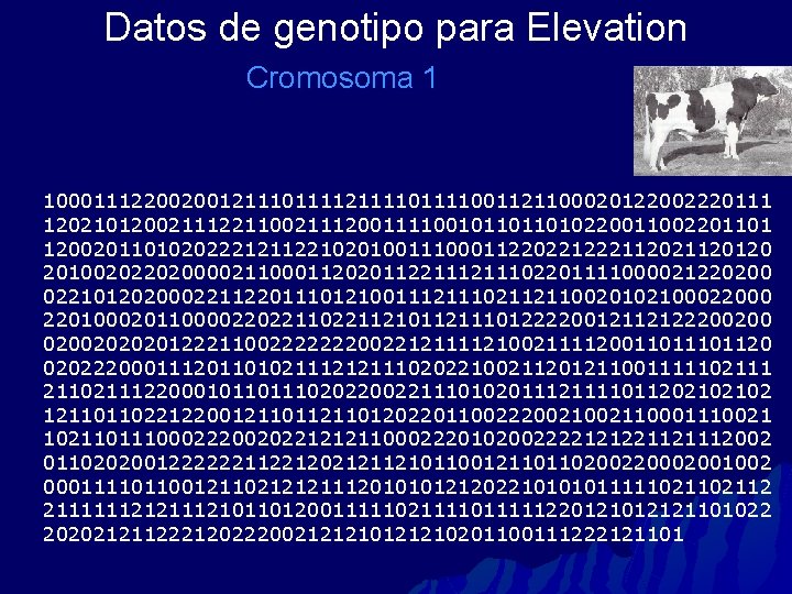 Datos de genotipo para Elevation Cromosoma 1 10001112200200121110111121111001121100020122002220111 1202101200211122110021112001111001011011010220011002201101 12002011010202221211221020100111000112202212221120120 201002022020000211000112020112211102201111000021220200 0221012020002211220111012100111211102112110020102100022000 2201000201100002202211210112111012222001211212220020020202012221100222222200221211112100211112001101120 0202220001112011010211121211102022100211201211001111102111