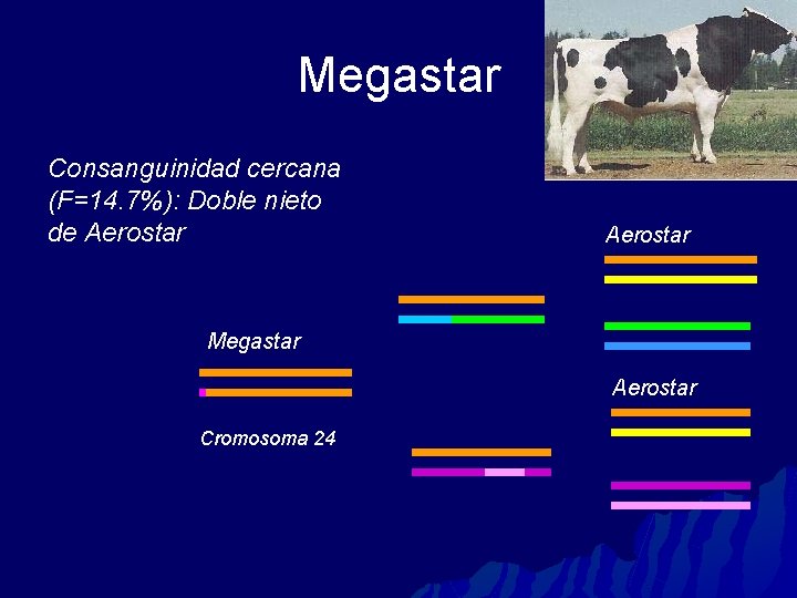 Megastar Consanguinidad cercana (F=14. 7%): Doble nieto de Aerostar Megastar Aerostar Cromosoma 24 