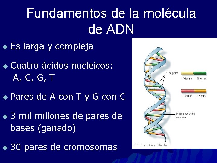 Fundamentos de la molécula de ADN u u u Es larga y compleja Cuatro