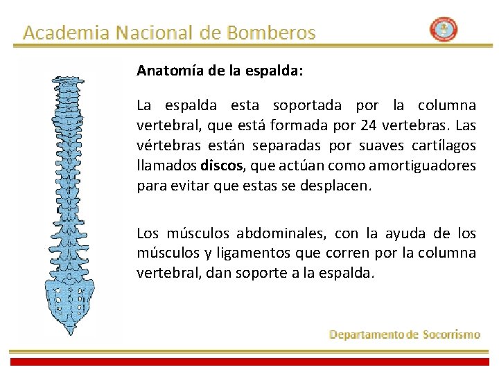 Anatomía de la espalda: La espalda esta soportada por la columna vertebral, que está