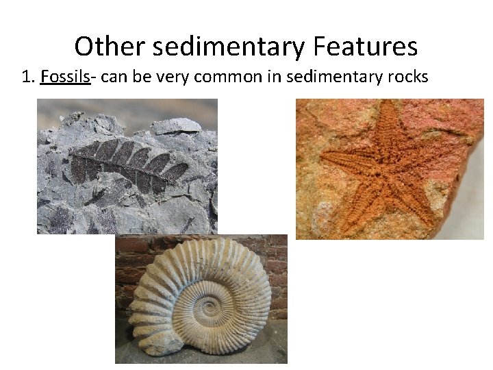 Other sedimentary Features 1. Fossils- can be very common in sedimentary rocks 