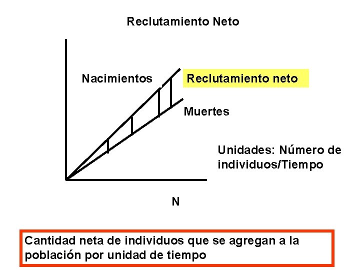 Reclutamiento Neto Nacimientos Reclutamiento neto Muertes Unidades: Número de individuos/Tiempo N Cantidad neta de