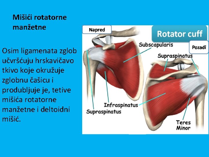 Mišići rotatorne manžetne Osim ligamenata zglob učvršćuju hrskavičavo tkivo koje okružuje zglobnu čašicu i