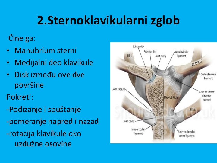 2. Sternoklavikularni zglob Čine ga: • Manubrium sterni • Medijalni deo klavikule • Disk