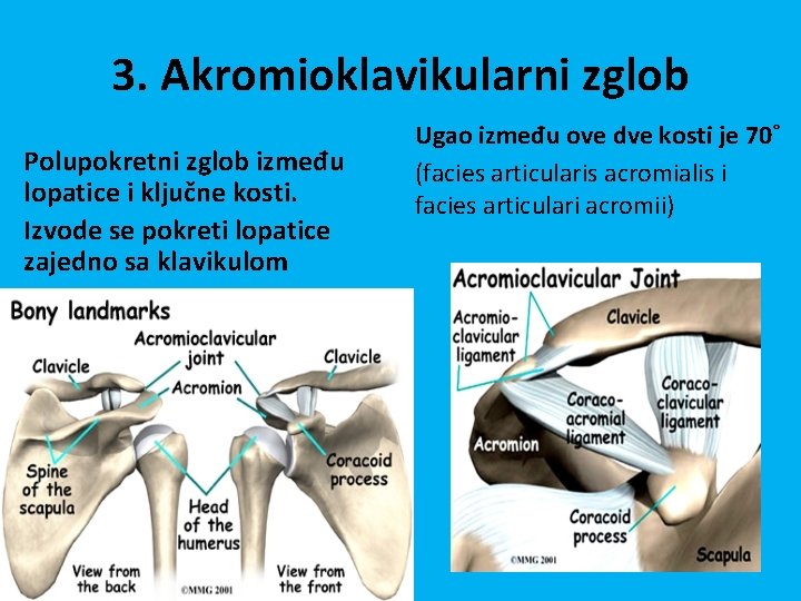 3. Akromioklavikularni zglob Polupokretni zglob između lopatice i ključne kosti. Izvode se pokreti lopatice