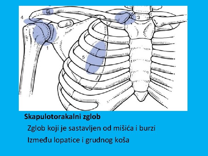 Skapulotorakalni zglob Zglob koji je sastavljen od mišića i burzi Između lopatice i grudnog