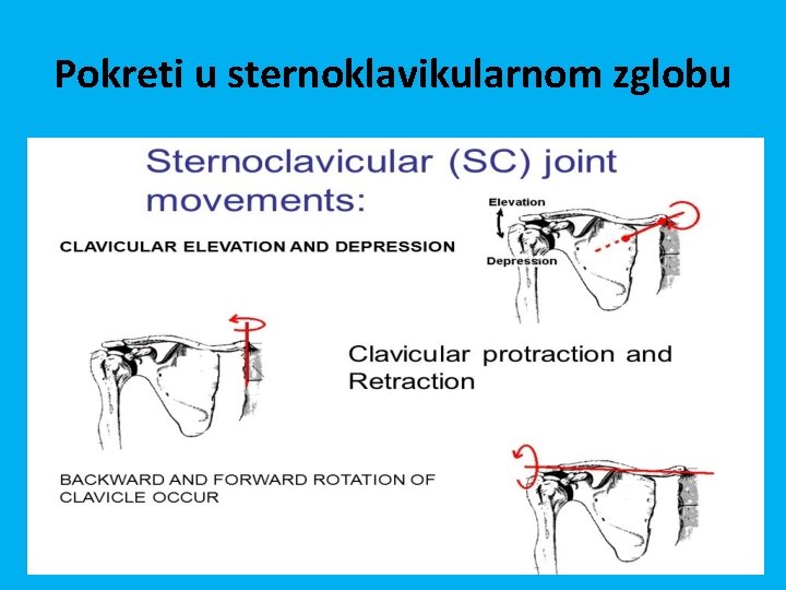 Pokreti u sternoklavikularnom zglobu 