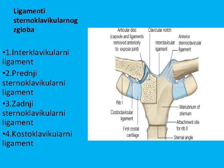 Ligamenti sternoklavikularnog zgloba • 1. Interklavikularni ligament • 2. Prednji sternoklavikularni ligament • 3.