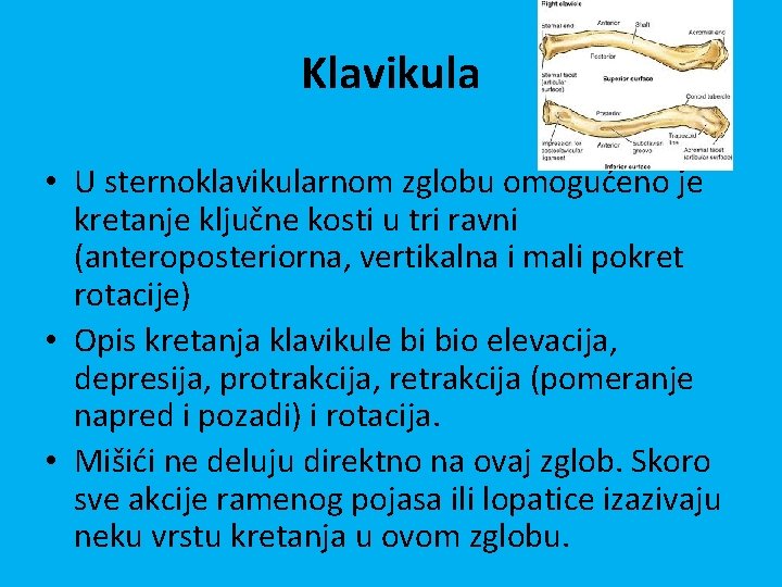 Klavikula • U sternoklavikularnom zglobu omogućeno je kretanje ključne kosti u tri ravni (anteroposteriorna,