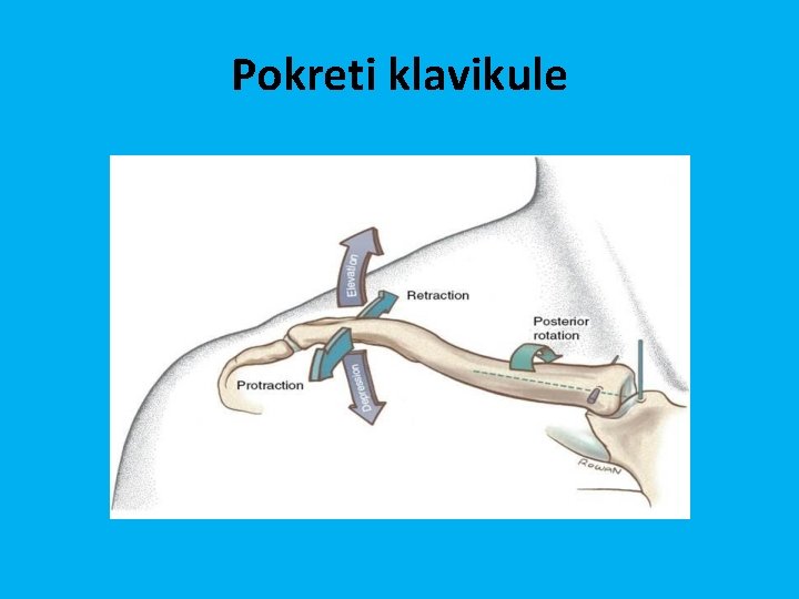 Pokreti klavikule 