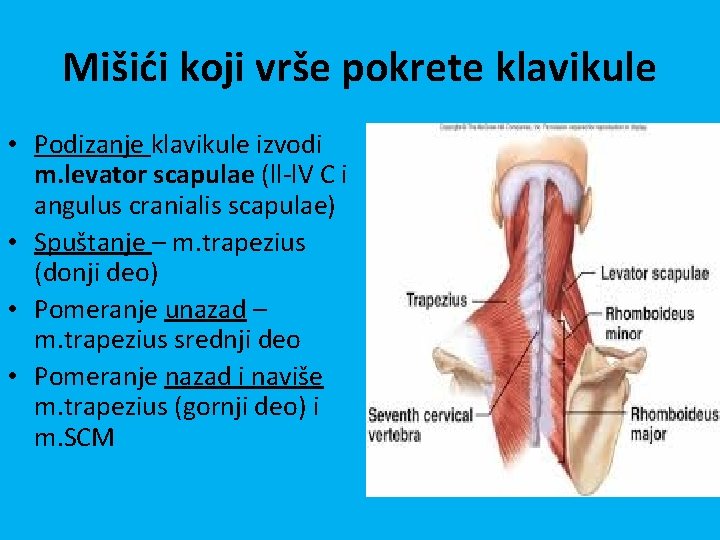 Mišići koji vrše pokrete klavikule • Podizanje klavikule izvodi m. levator scapulae (ll-l. V