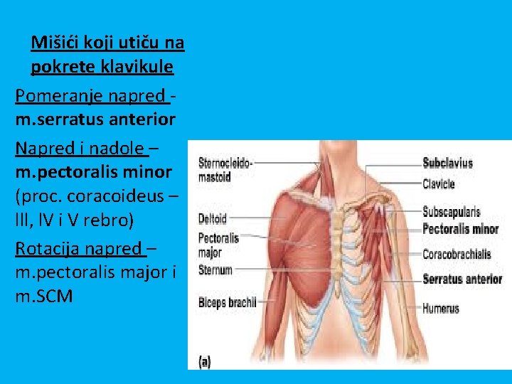 Mišići koji utiču na pokrete klavikule Pomeranje napred m. serratus anterior Napred i nadole Mišići koji utiču na pokrete klavikule Pomeranje napred m. serratus anterior Napred i nadole
