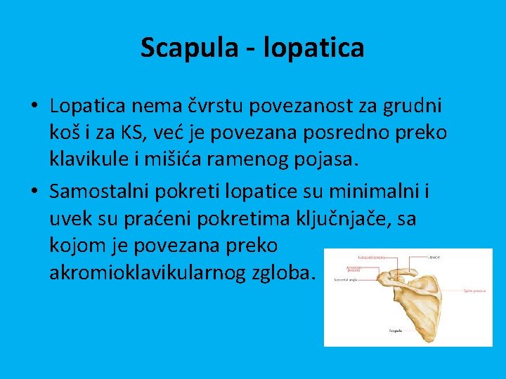 Scapula - lopatica • Lopatica nema čvrstu povezanost za grudni koš i za KS,