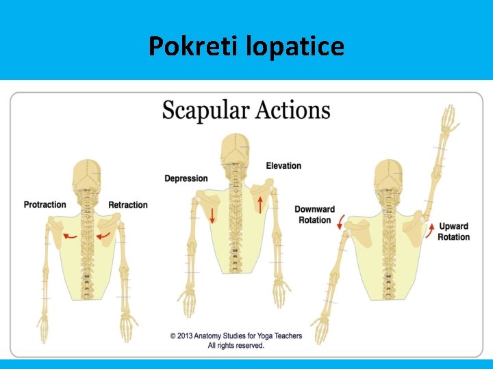 Pokreti lopatice 