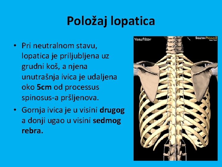 Položaj lopatica • Pri neutralnom stavu, lopatica je priljubljena uz grudni koš, a njena