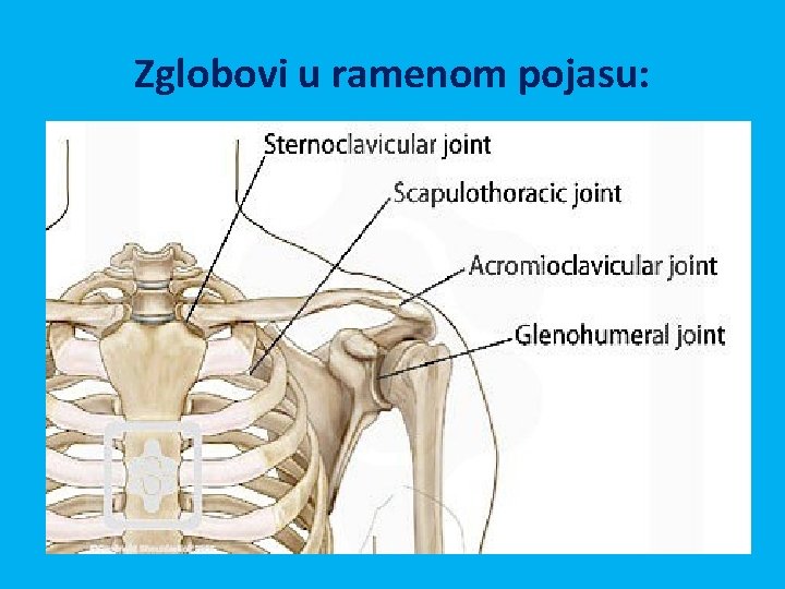 Zglobovi u ramenom pojasu: 