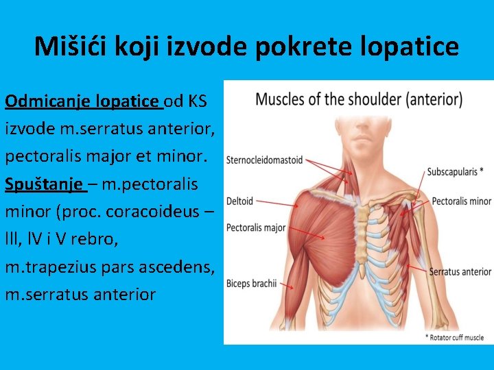 Mišići koji izvode pokrete lopatice Odmicanje lopatice od KS izvode m. serratus anterior, pectoralis