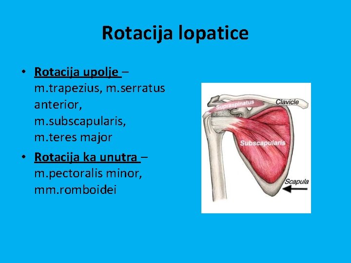 Rotacija lopatice • Rotacija upolje – m. trapezius, m. serratus anterior, m. subscapularis, m. Rotacija lopatice • Rotacija upolje – m. trapezius, m. serratus anterior, m. subscapularis, m.