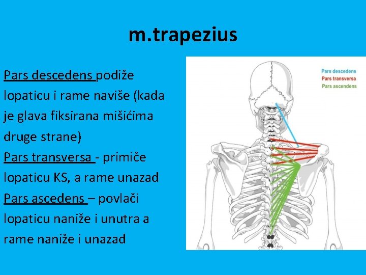 m. trapezius Pars descedens podiže lopaticu i rame naviše (kada je glava fiksirana mišićima