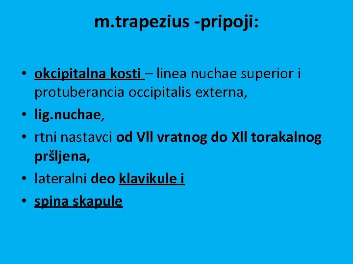 m. trapezius -pripoji: • okcipitalna kosti – linea nuchae superior i protuberancia occipitalis externa,