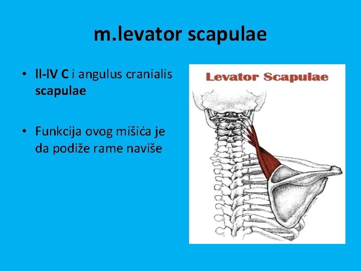 m. levator scapulae • ll-l. V C i angulus cranialis scapulae • Funkcija ovog m. levator scapulae • ll-l. V C i angulus cranialis scapulae • Funkcija ovog