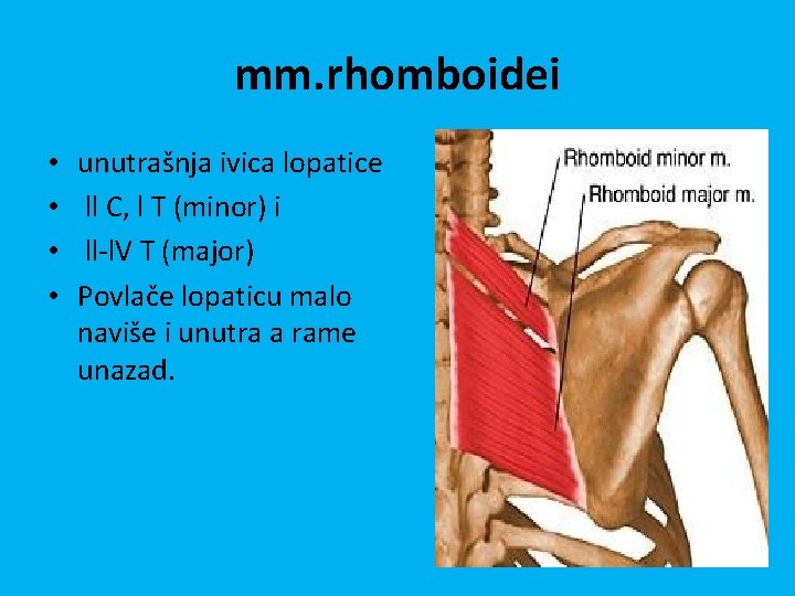 mm. rhomboidei • • unutrašnja ivica lopatice ll C, l T (minor) i ll-l.