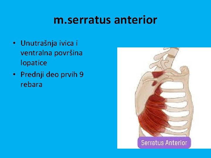 m. serratus anterior • Unutrašnja ivica i ventralna površina lopatice • Prednji deo prvih