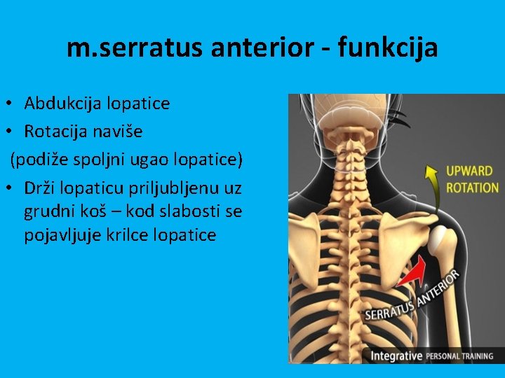 m. serratus anterior - funkcija • Abdukcija lopatice • Rotacija naviše (podiže spoljni ugao