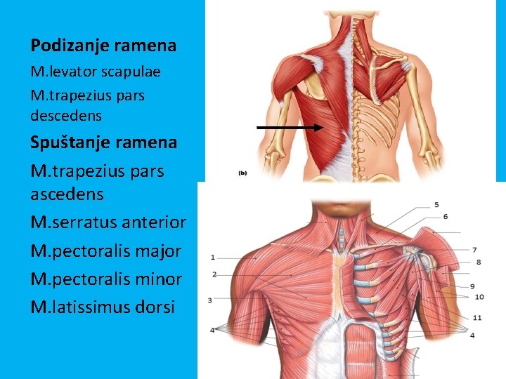 Podizanje ramena M. levator scapulae M. trapezius pars descedens Spuštanje ramena M. trapezius pars Podizanje ramena M. levator scapulae M. trapezius pars descedens Spuštanje ramena M. trapezius pars
