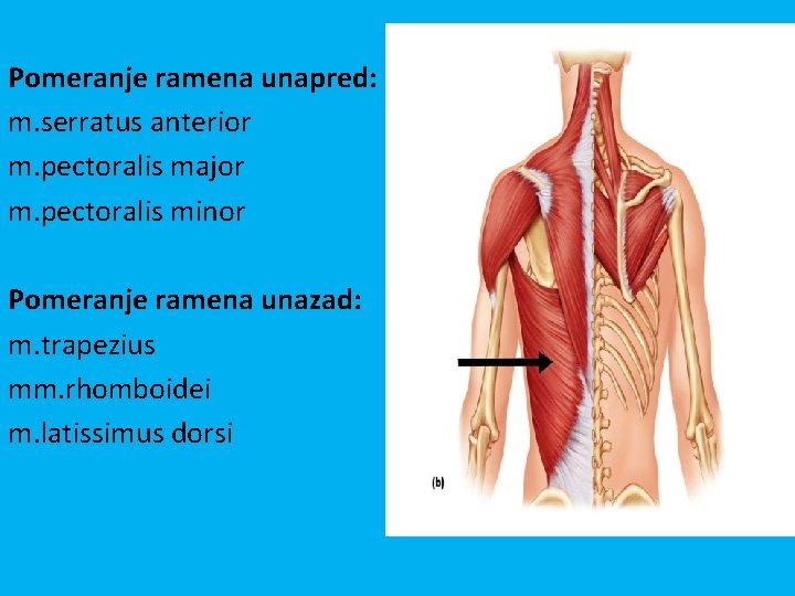 Pomeranje ramena unapred: m. serratus anterior m. pectoralis major m. pectoralis minor Pomeranje ramena