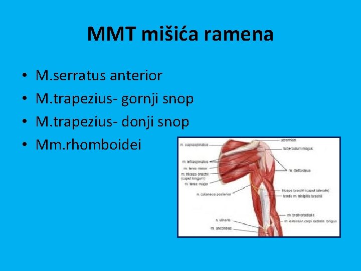 MMT mišića ramena • • M. serratus anterior M. trapezius- gornji snop M. trapezius-