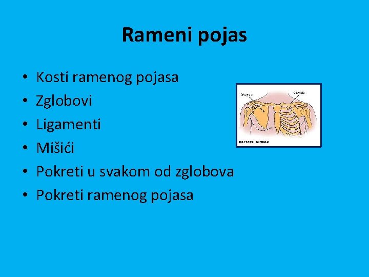 Rameni pojas • • • Kosti ramenog pojasa Zglobovi Ligamenti Mišići Pokreti u svakom