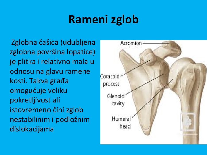 Rameni zglob Zglobna čašica (udubljena zglobna površina lopatice) je plitka i relativno mala u