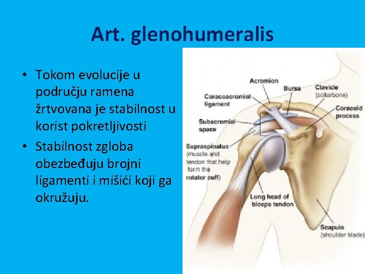 Art. glenohumeralis • Tokom evolucije u području ramena žrtvovana je stabilnost u korist pokretljivosti