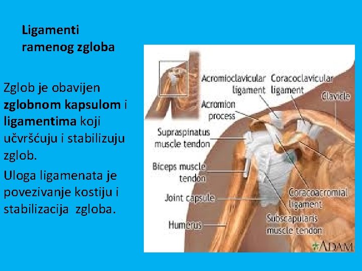 Ligamenti ramenog zgloba Zglob je obavijen zglobnom kapsulom i ligamentima koji učvršćuju i stabilizuju