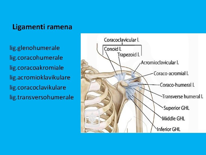 Ligamenti ramena lig. glenohumerale lig. coracoakromiale lig. acromioklavikulare lig. coracoclavikulare lig. transversohumerale 