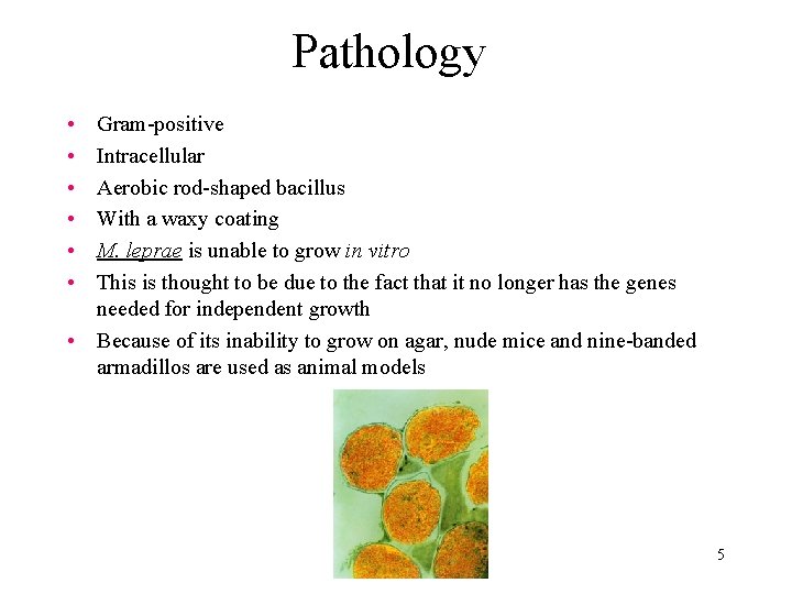 Pathology • • • Gram-positive Intracellular Aerobic rod-shaped bacillus With a waxy coating M.