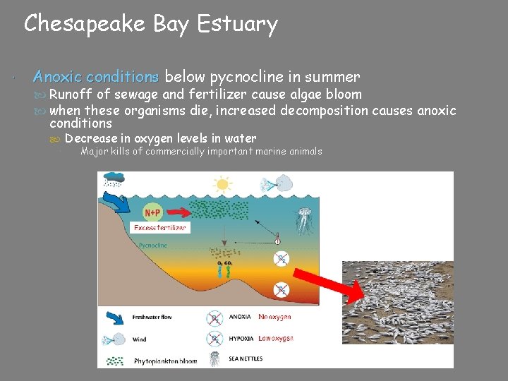 Chesapeake Bay Estuary Anoxic conditions below pycnocline in summer Runoff of sewage and fertilizer