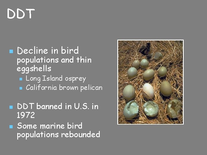 DDT n Decline in bird populations and thin eggshells n n Long Island osprey