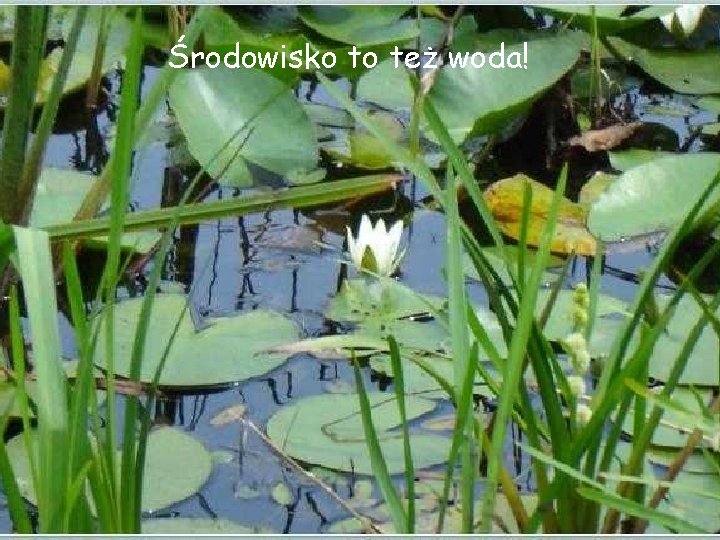 Środowisko to też woda! 