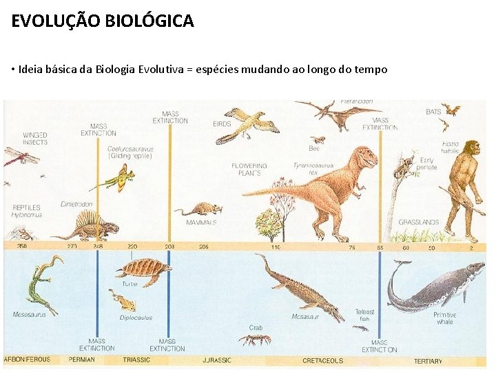 EVOLUÇÃO BIOLÓGICA • Ideia básica da Biologia Evolutiva = espécies mudando ao longo do