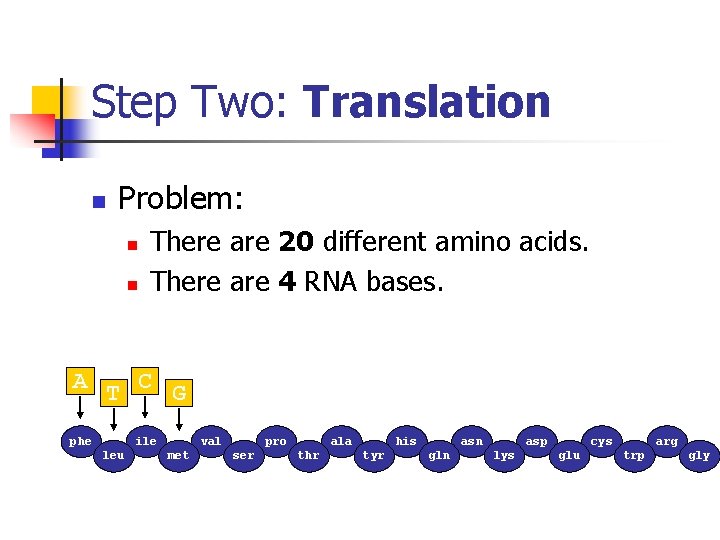 Step Two: Translation n Problem: n n There are 20 different amino acids. There