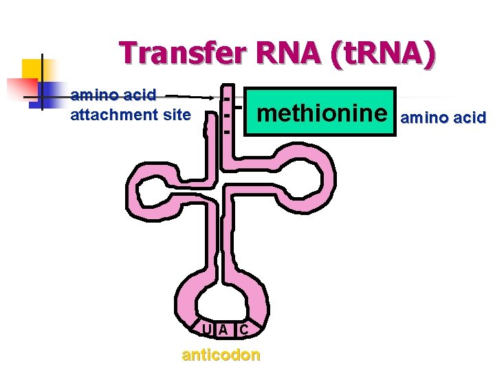 Transfer RNA (t. RNA) amino acid attachment site methionine U A C anticodon amino