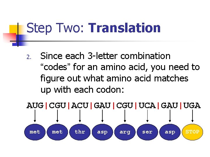 Step Two: Translation 2. Since each 3 -letter combination “codes” for an amino acid,