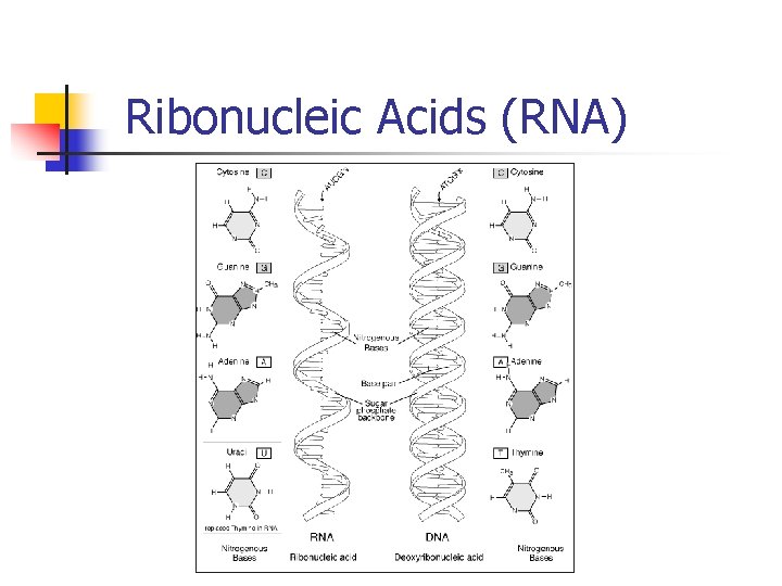 Ribonucleic Acids (RNA) 