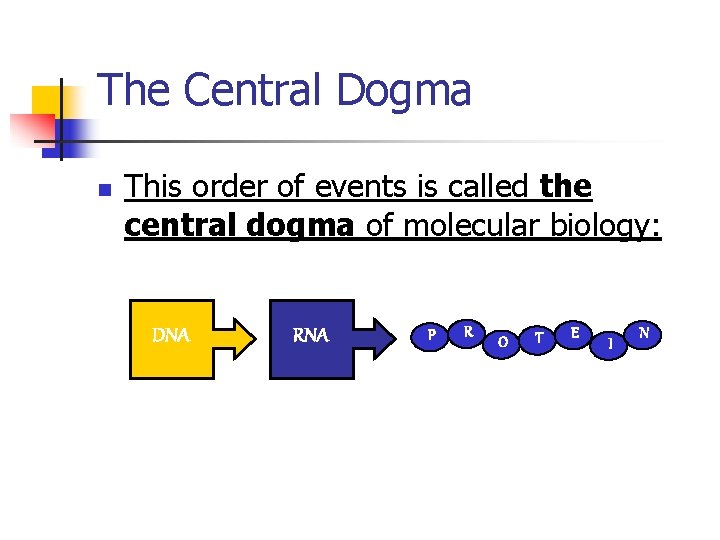 The Central Dogma n This order of events is called the central dogma of