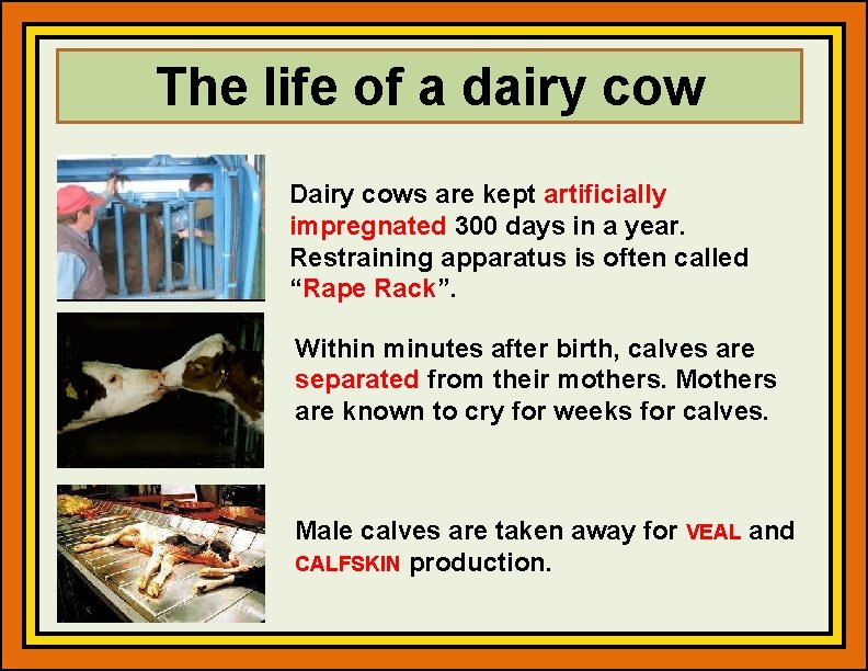 The life of a dairy cow Dairy cows are kept artificially impregnated 300 days