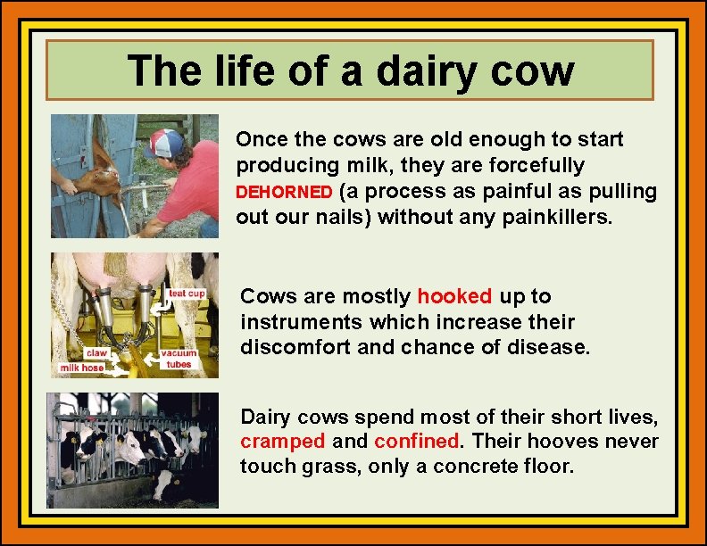 The life of a dairy cow Once the cows are old enough to start