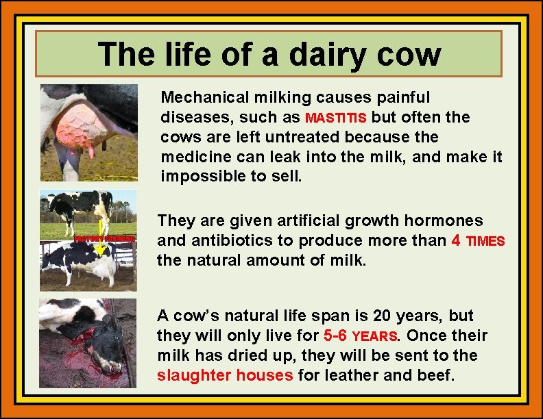 The life of a dairy cow Mechanical milking causes painful diseases, such as MASTITIS
